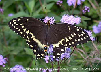 Palamedes Swallowtail (Papilio palamedes)