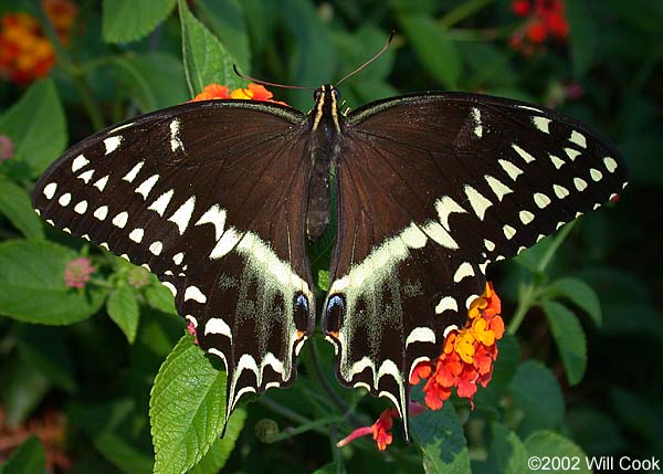 Palamedes Swallowtail (Papilio palamedes)