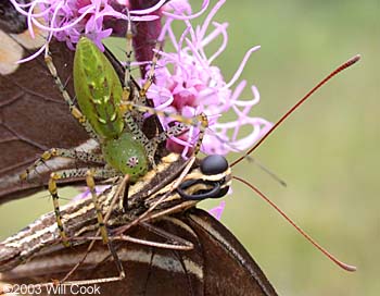 Green Lynx Spider (Peucetia viridans)