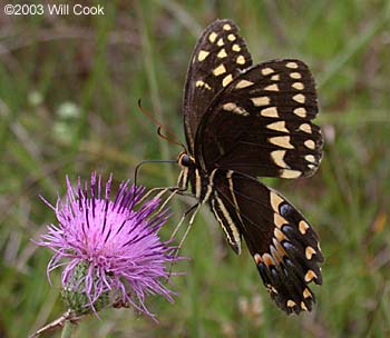 Palamedes Swallowtail (Papilio palamedes)