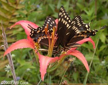 Palamedes Swallowtail (Papilio palamedes)