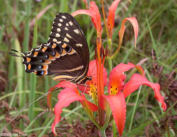 Palamedes Swallowtail (Papilio palamedes)