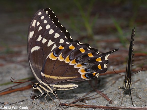 Palamedes Swallowtail (Papilio palamedes)