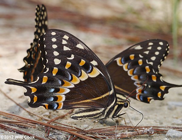 Palamedes Swallowtail (Papilio palamedes)