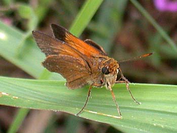 Palatka Skipper (Euphyes pilatka)