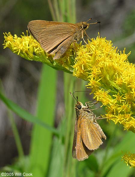 Dion Skipper (Euphyes dion)