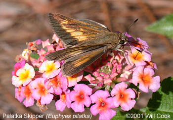 Palatka Skipper (Euphyes pilatka)