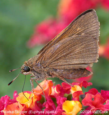 Palatka Skipper (Euphyes pilatka)