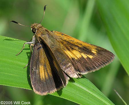 Palatka Skipper (Euphyes pilatka)