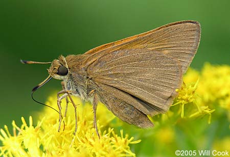 Palatka Skipper (Euphyes pilatka)