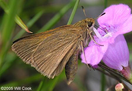 Palatka Skipper (Euphyes pilatka)