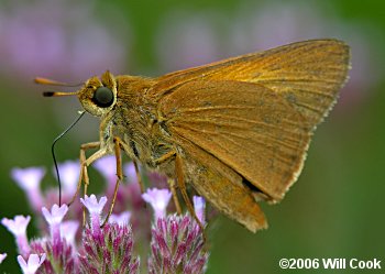 Palatka Skipper (Euphyes pilatka)