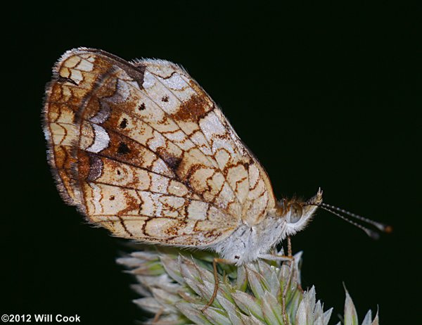 Pearl Crescent (Phyciodes tharos)