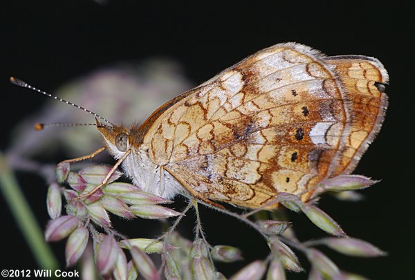 Pearl Crescent (Phyciodes tharos)