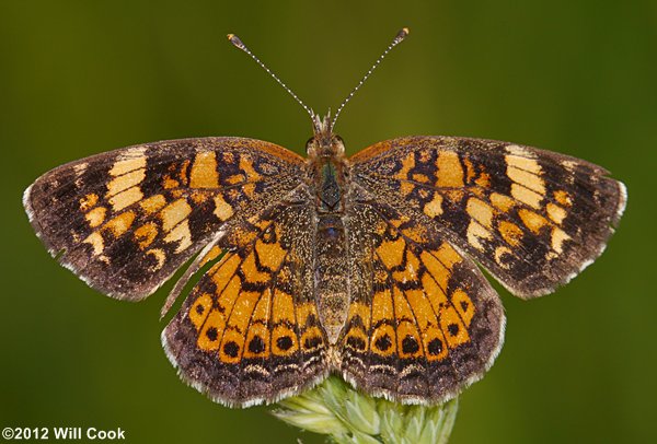Pearl Crescent (Phyciodes tharos)