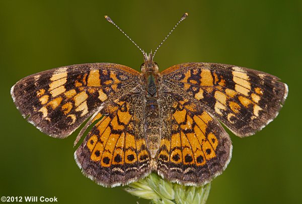 Pearl Crescent (Phyciodes tharos)