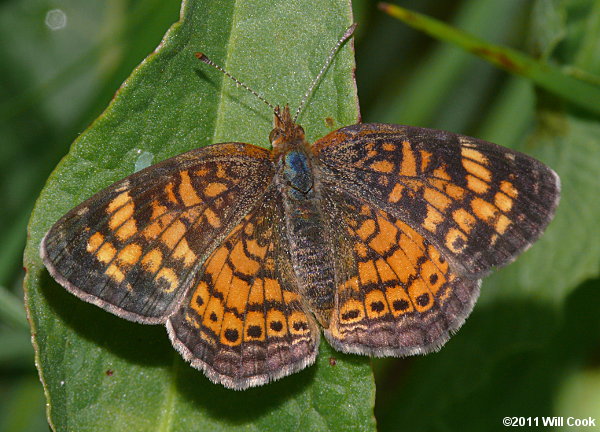 Pearl Crescent (Phyciodes tharos)