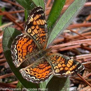 Pearl Crescent (Phyciodes tharos)