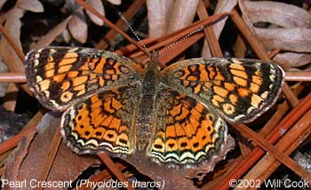 Pearl Crescent (Phyciodes tharos)