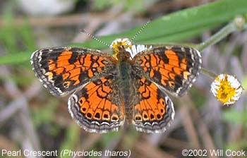 Pearl Crescent (Phyciodes tharos)