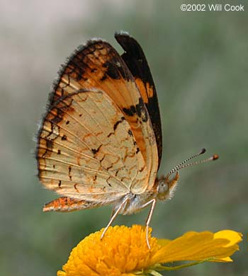 Pearl Crescent (Phyciodes tharos)