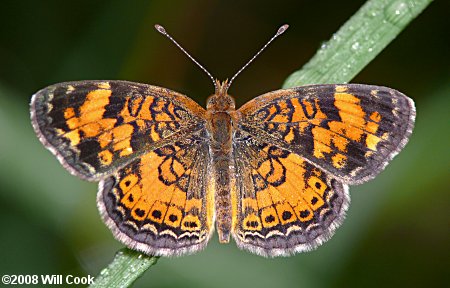 Pearl Crescent (Phyciodes tharos)