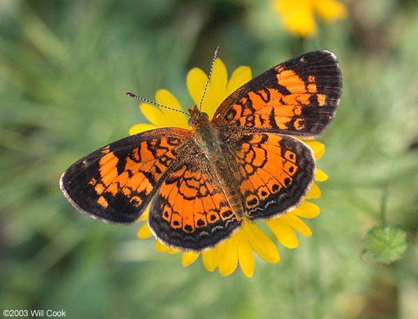 Pearl Crescent (Phyciodes tharos)