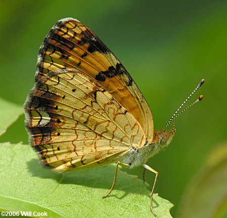 Pearl Crescent (Phyciodes tharos)