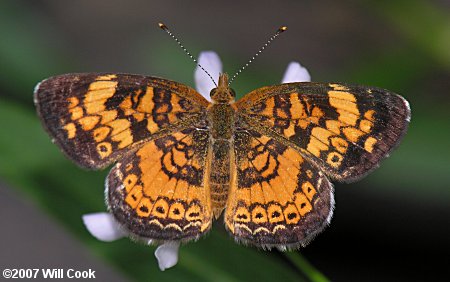 Pearl Crescent (Phyciodes tharos)