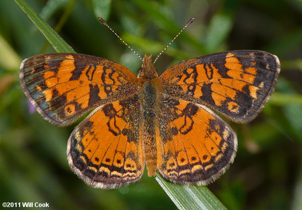 Pearl Crescent (Phyciodes tharos)