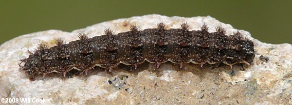 Pearl Crescent (Phyciodes tharos) caterpillar