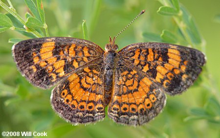 Pearl Crescent (Phyciodes tharos)