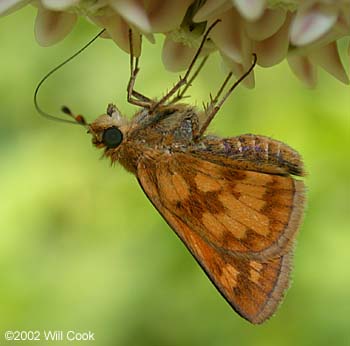 Peck's Skipper (Polites peckius)