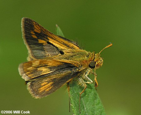 Peck's Skipper (Polites peckius)