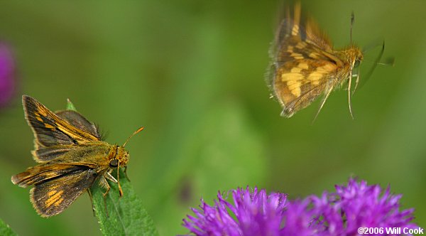 Peck's Skipper (Polites peckius)