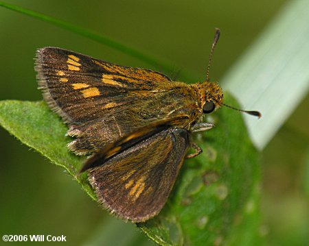 Peck's Skipper (Polites peckius)