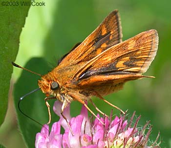 Peck's Skipper (Polites peckius)