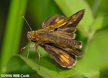 Peck's Skipper (Polites peckius)