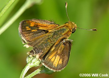 Peck's Skipper (Polites peckius)