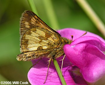 Peck's Skipper (Polites peckius)