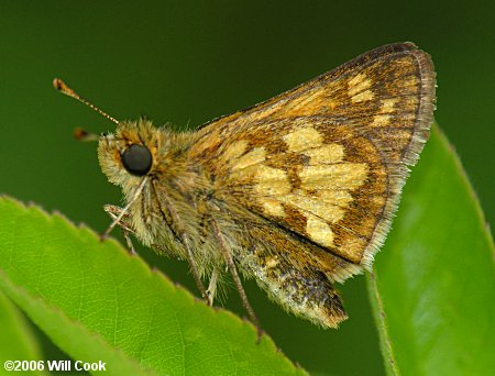 Peck's Skipper (Polites peckius)