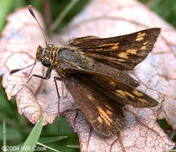 Peck's Skipper (Polites peckius)