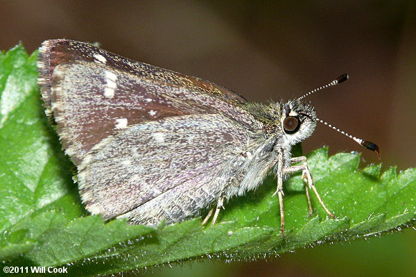 Pepper and Salt Skipper (Amblyscirtes hegon)