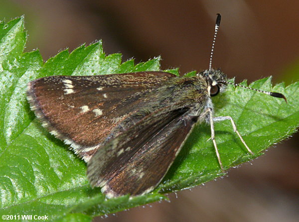 Pepper and Salt Skipper (Amblyscirtes hegon)