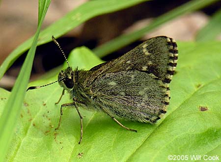 Pepper and Salt Skipper (Amblyscirtes hegon)