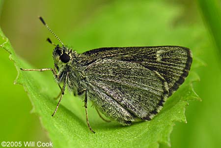 Pepper and Salt Skipper (Amblyscirtes hegon)