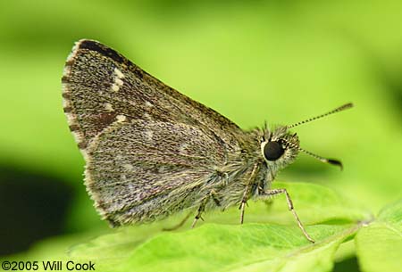 Pepper and Salt Skipper (Amblyscirtes hegon)