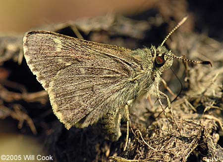 Pepper and Salt Skipper (Amblyscirtes hegon)