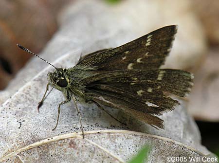 Pepper and Salt Skipper (Amblyscirtes hegon)