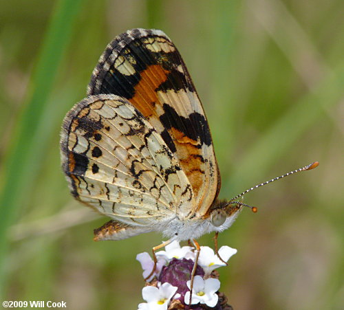 Phaon Crescent (Phyciodes phaon)